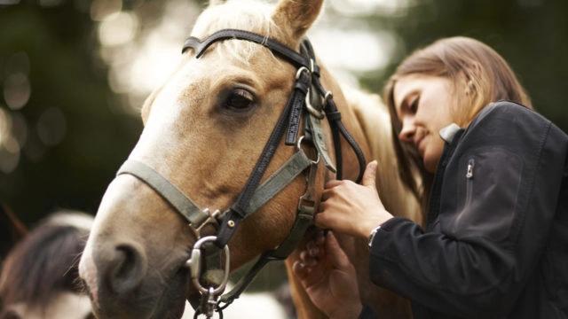 midlands-park-hotel-attractions-stradbally-equestrian-2