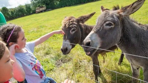 Kids Activities in Laois