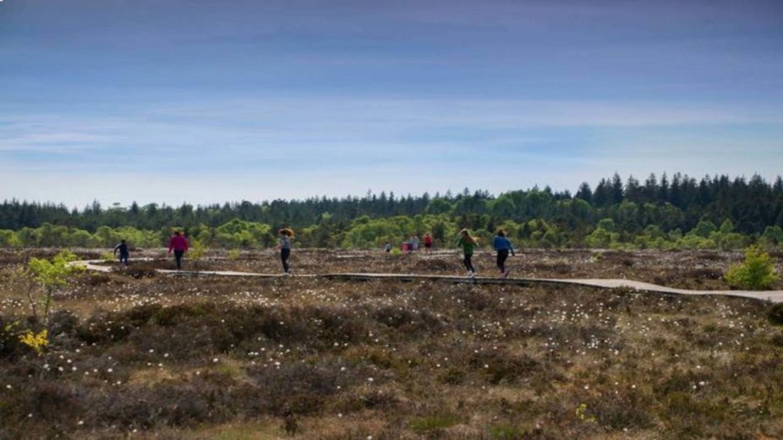 Midlands – Abbeyleix Bog Walk