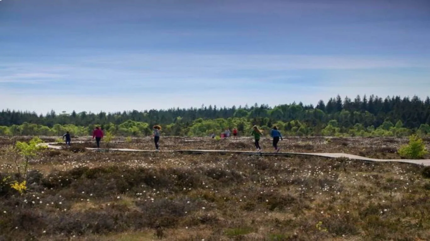 Midlands &ndash; Abbeyleix Bog Walk