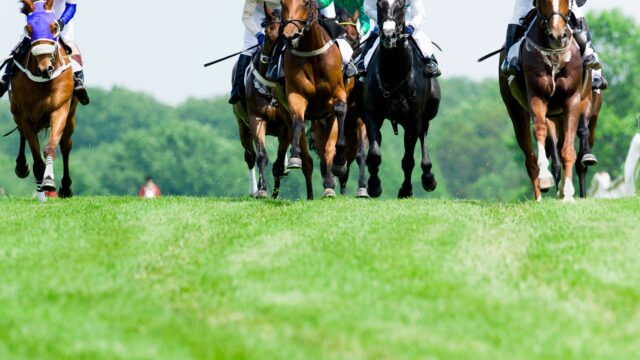 Horse Racing Stock 4