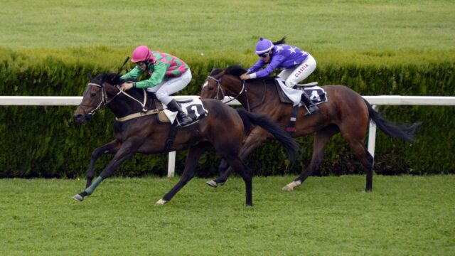 Horse Racing Stock 5