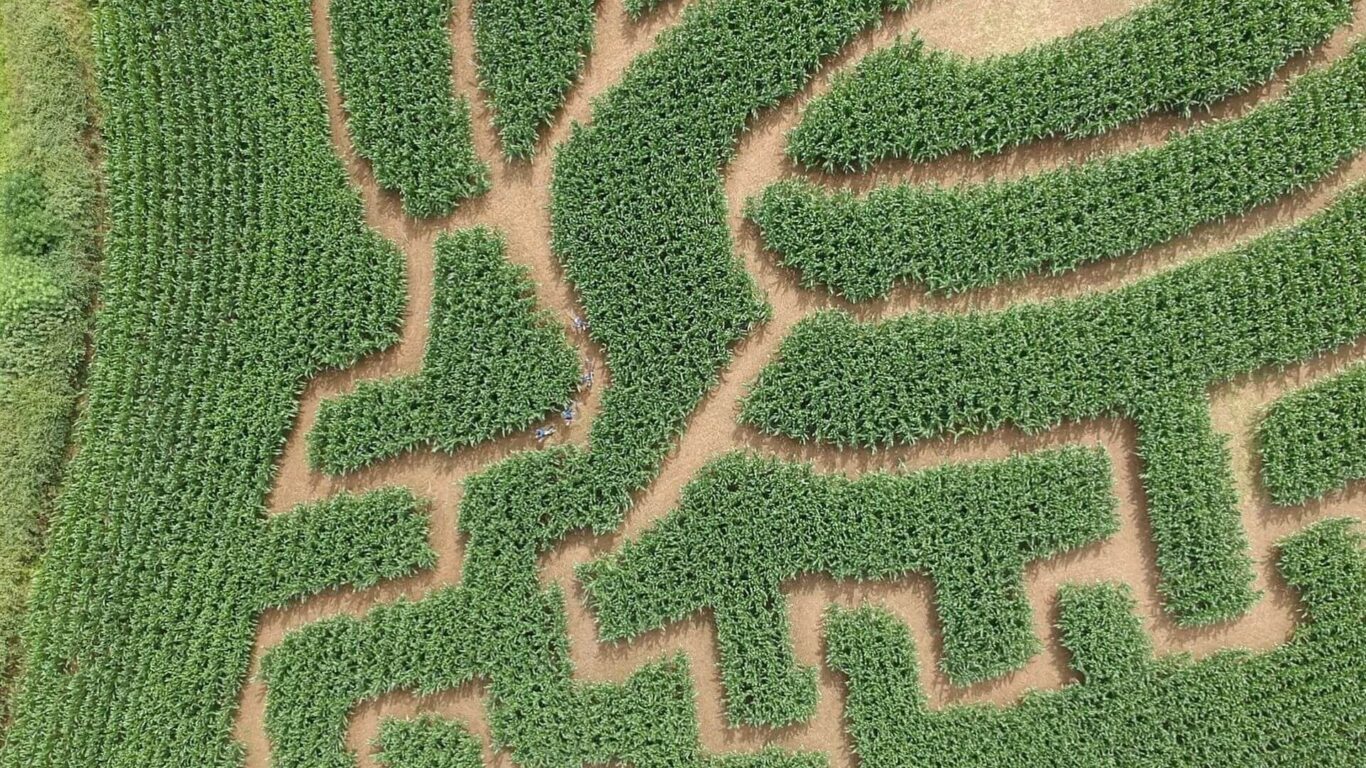 Midlands Maize Maze Laois