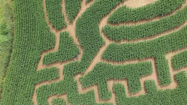 Midlands Maize Maze Laois